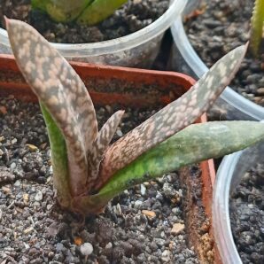 Gasteria carinata 'Snow Storm'
