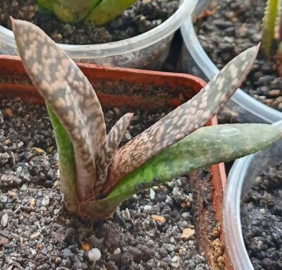 Gasteria carinata 'Snow Storm'