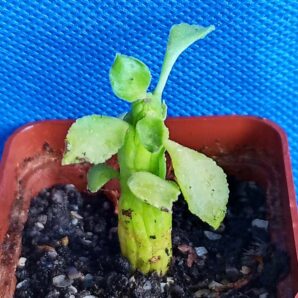 Monadenium ellenbeckii | 71