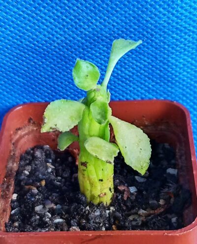 Monadenium ellenbeckii