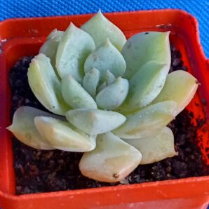 Echeveria titubans