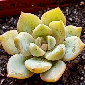 Echeveria titubans