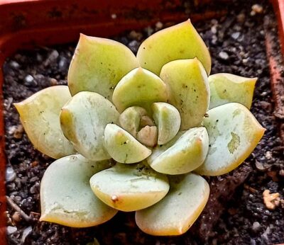 Echeveria titubans