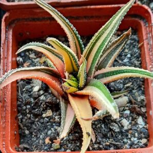 Haworthia attenuata f. variegata