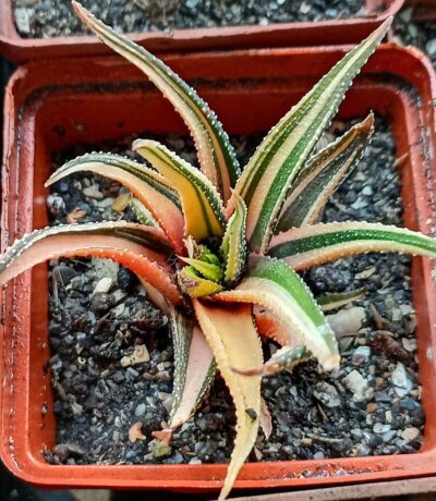 Haworthia attenuata f. variegata