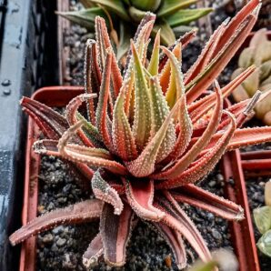 Haworthia attenuata f. variegata