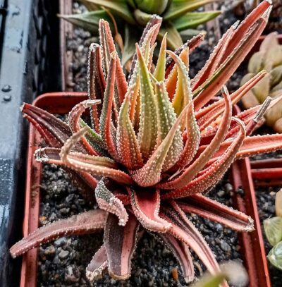 Haworthia attenuata f. variegata