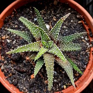 Haworthia attenuata v. radula