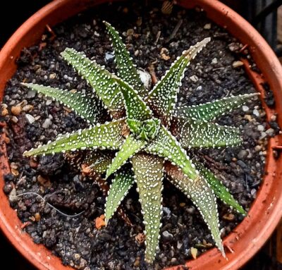 Haworthia attenuata v. radula