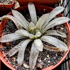Haworthia cooperi f. variegata