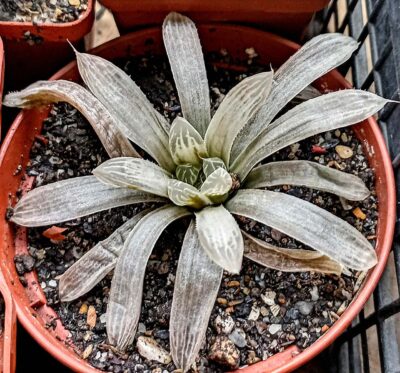 Haworthia cooperi f. variegata