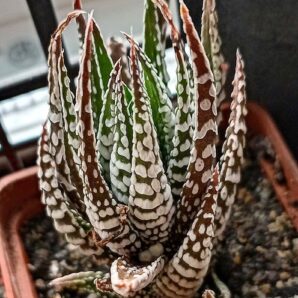 Haworthia fasciata 'Alba'