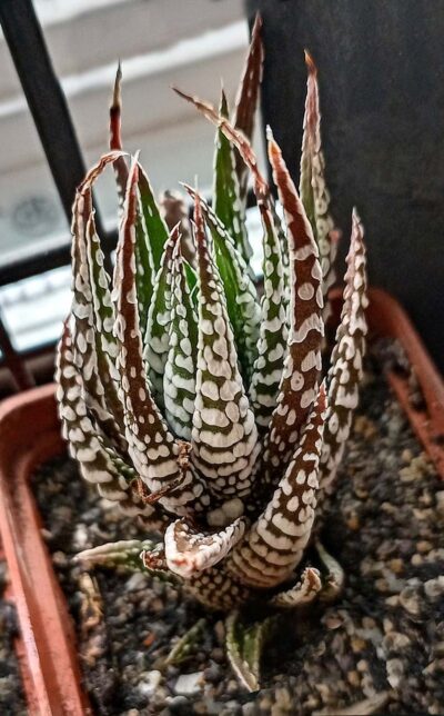 Haworthia fasciata 'Alba'