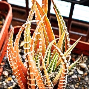 Haworthia attenuata f. variegata