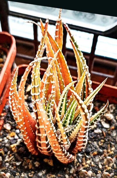 Haworthia attenuata f. variegata