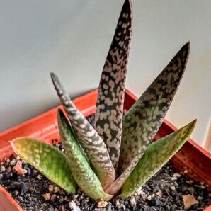 Gasteria carinata 'Snow Storm'
