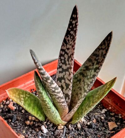 Gasteria carinata 'Snow Storm'