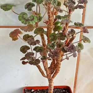 Pelargonium Dresden Pink