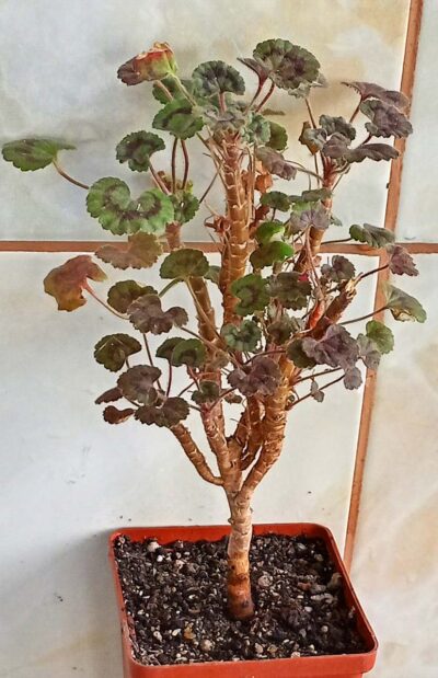 Pelargonium Dresden Pink