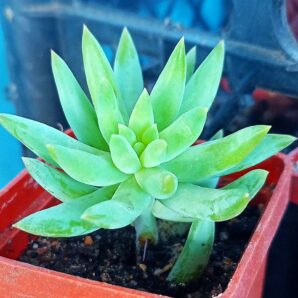 Sedeveria 'Harry-Butterfield'