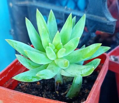 Sedeveria 'Harry-Butterfield'