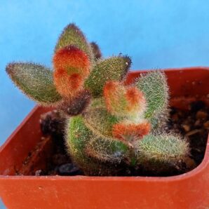Kalanchoe tomentosa 'Chocolate Soldier'