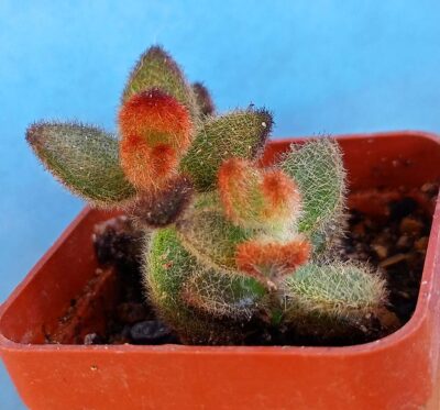 Kalanchoe tomentosa 'Chocolate Soldier'
