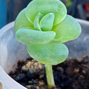 Echeveria 'Lovely Rose'