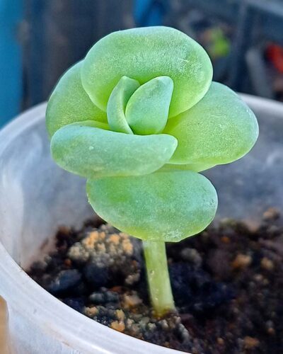 Echeveria 'Lovely Rose'
