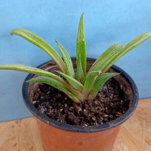 Haworthia cv. Metallica
