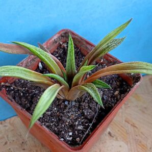 Haworthia cv. Metallica