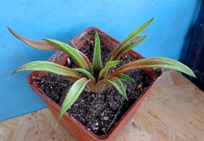 Haworthia cv. Metallica