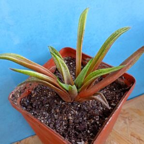 Haworthia cv. Metallica