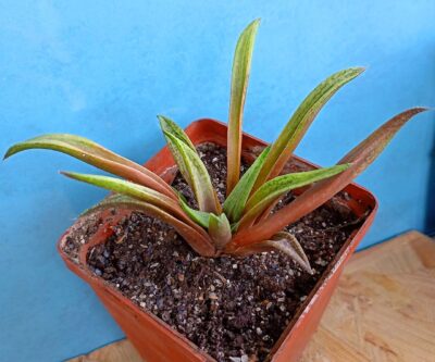 Haworthia cv. Metallica