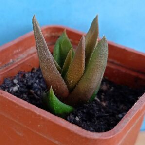 Haworthia subattenuata ssp. light form