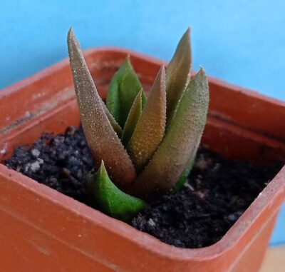 Haworthia subattenuata ssp. light form