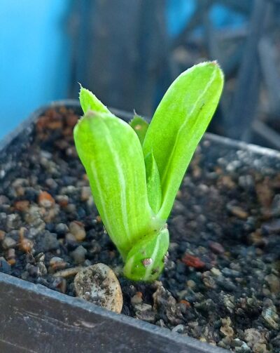 Haworthia retusa f. variegata - Зображення 2