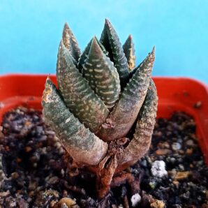Haworthia limifolia ‘Nikola’