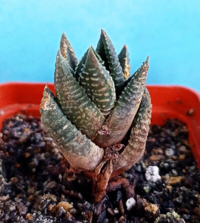 Haworthia limifolia ‘Nikola’