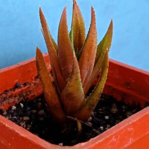 Haworthia sp.