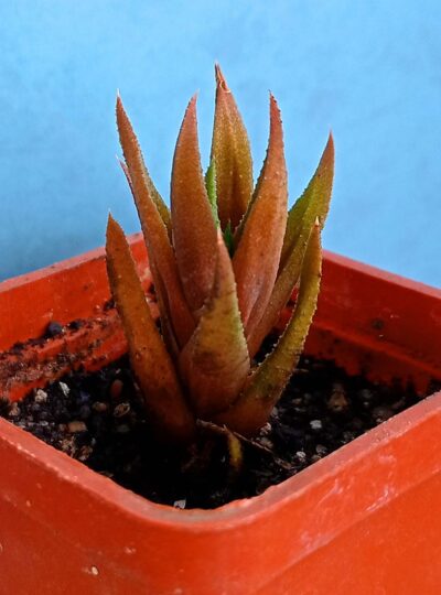 Haworthia sp.