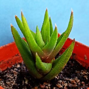 Haworthia attenuata