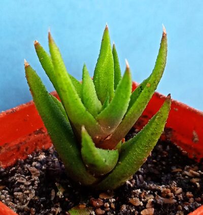 Haworthia attenuata