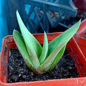 Gasteria cv. Green Ice