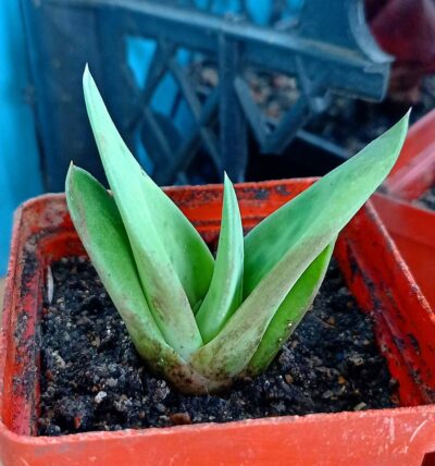 Gasteria cv. Green Ice