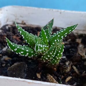 Haworthia pumila