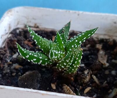 Haworthia pumila