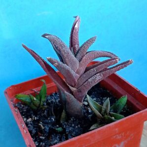 Haworthia scabra