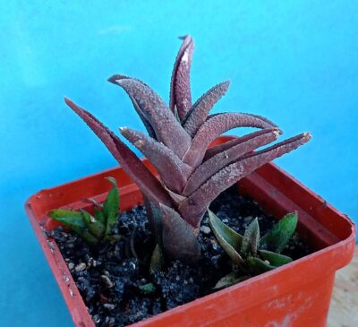 Haworthia scabra