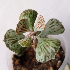 Kalanchoe Rhombopilosa | 61